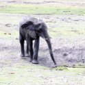 BWA NW Chobe 2016DEC04 NP 048 : 2016, 2016 - African Adventures, Africa, Botswana, Chobe National Park, Date, December, Month, Northwest, Places, Southern, Trips, Year